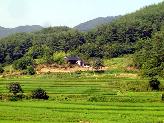 예전엔 제각 아래에 민가가 하나 있었는데 헐리고 없군요. 그곳에서 혼자 1년 살던 때도 있었답니다. 제각과 감나무가 보이는 오른 쪽 위에 방죽이 있었습니다. 